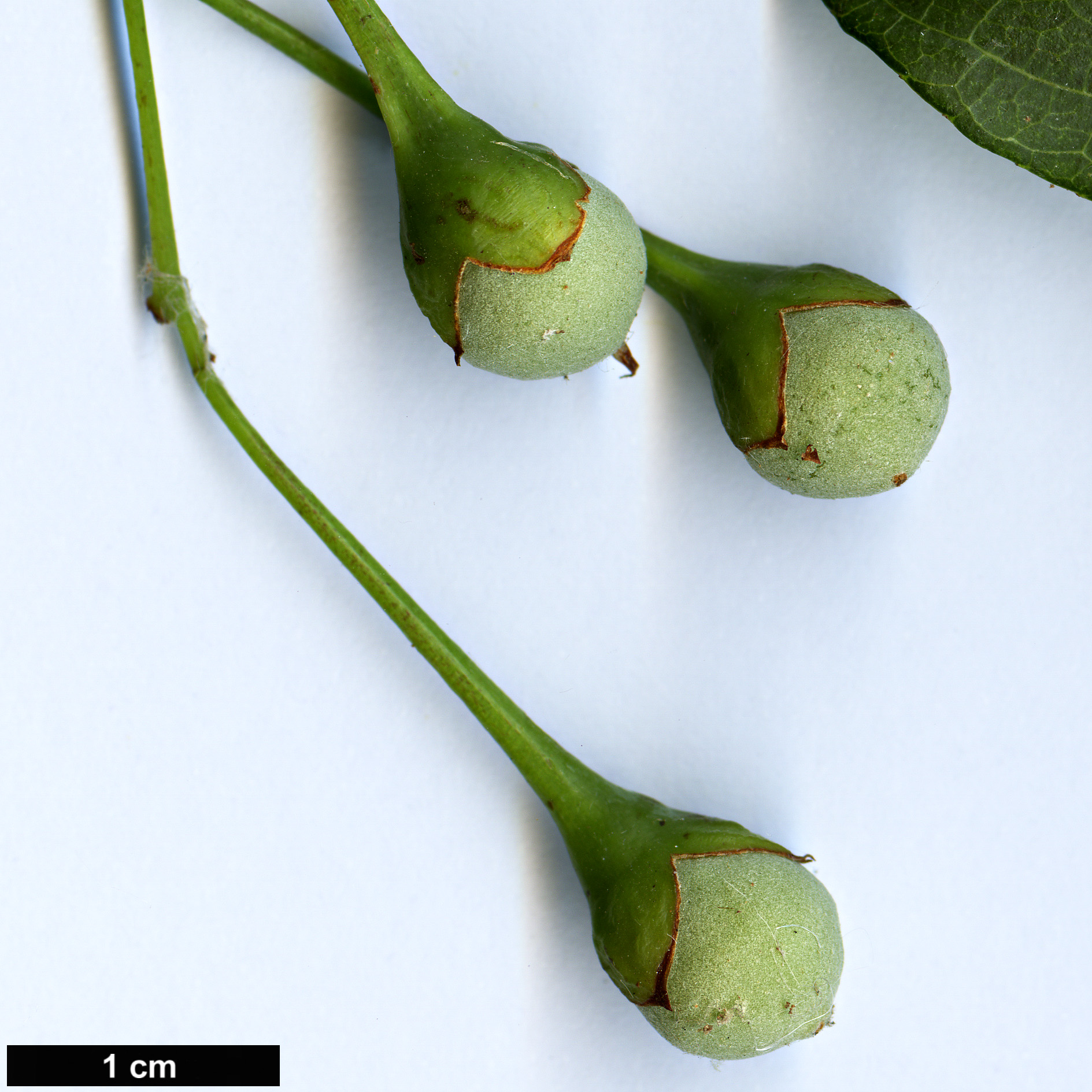 High resolution image: Family: Styracaceae - Genus: Styrax - Taxon: wuyuanensis